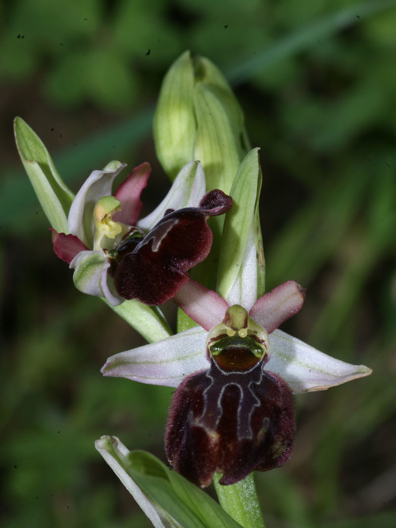 Ophrys (sphegodes) panormitana in fioritura.